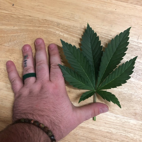 Meet your Posher, Troy - Picture 1 of 1